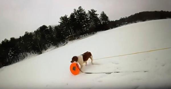 In this image taken from video provided by Michigan State Police, a dog named Ruby grasps a rescue disc tethered to a rope. An MSP motor carrier officer wanted Ruby to take the disc to the dog's owner, who fell through the ice on frozen Arbutus Lake in Grand Traverse County, Mich., Thursday, Jan. 18, 2024. (Michigan State Police via AP)