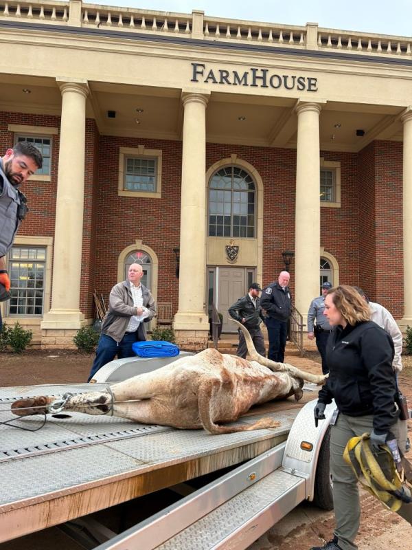 The animal on a trailer bed. 