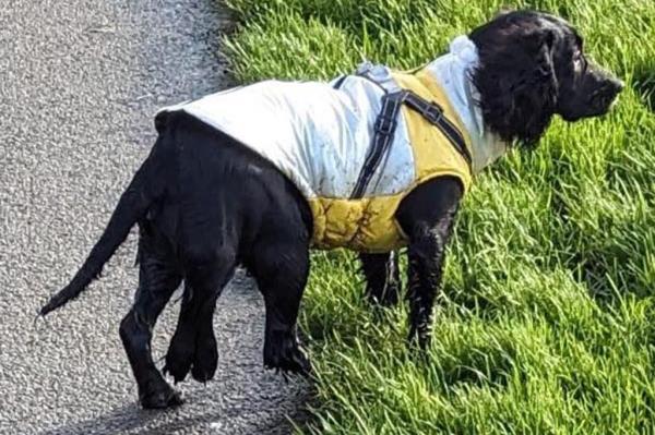 Ariel, a dog born with multiple birth defects including six legs, two of which were fused together on her right hind.